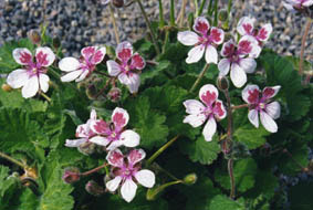 Erodium triflorum